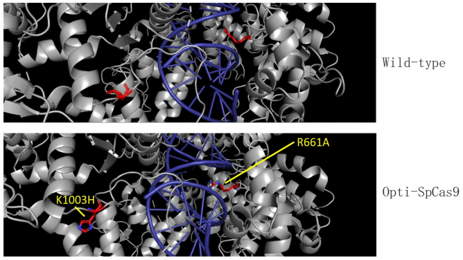 模擬Opti-SpCas9變體的蛋白結構。